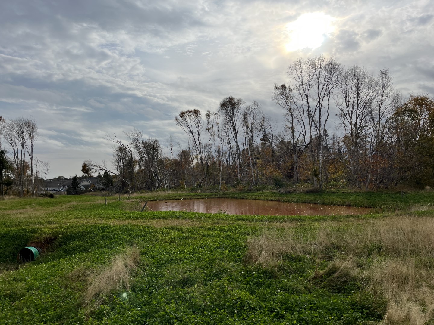 Scottsview Meadows, holding pond for drainage management.